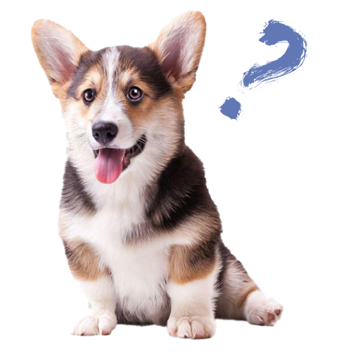 corgi