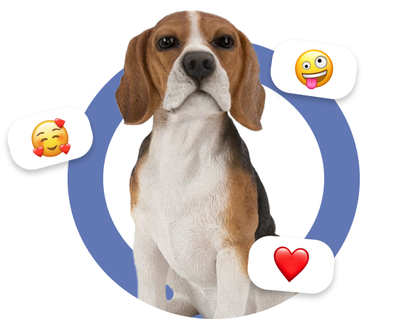 beagle